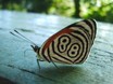 Autor: José Luis García Herrero, Títol: Mariposa numérica. Accèssit.