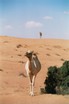 Autor: Vicenç Gabriel Cara Fernández, Títol: Homotècia de camells. Accèssit.
