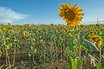 Autor: José manuel Garcés Gargallo, Títol: Natura i nombres de Fibonacci