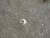 Autor: Anna Polo Rovira, Títol: Espiral