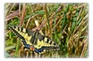 Autor: Maria Santacreu Ivars, Títol: Simetria en la papilio machaon