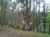Autor: Clara Molins Escuder, Títol: Màxims i mínims en perspectiva (Bosque de Oma)