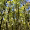 Autor: Patricia Ariste Santacreu, Títol: Arbres paral·lels a la fageda d'en Jordà